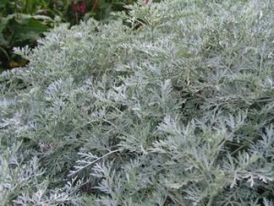 Artemisia arborescens powis castle